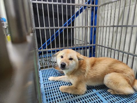 충주시동물보호센터_443439202300127
